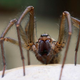 Image for article titled Career Spider Not Sure She's Ready For 3,000 Children At This Point